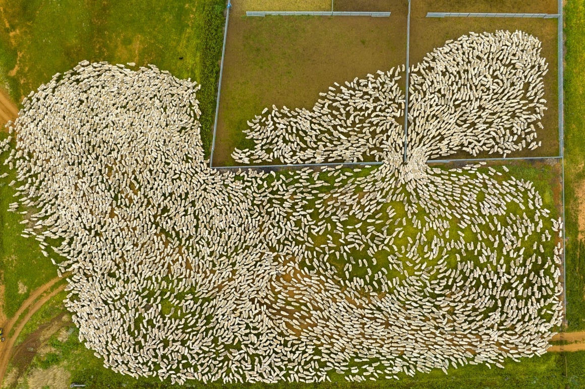 Troupeau de moutons rentrant dans l'enclos