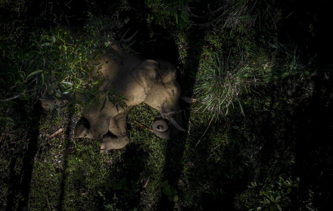 Eléphant en train de dormir dans la foret vu au drone