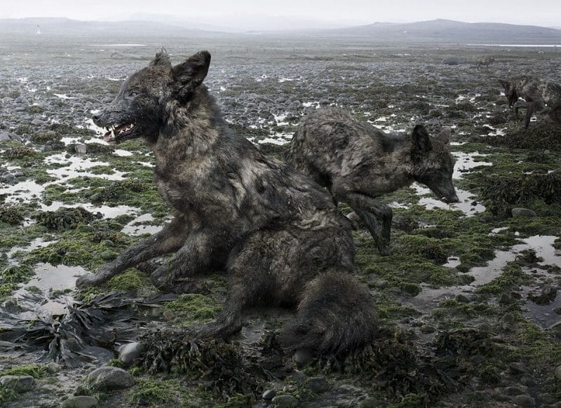 loup gris La faune figée du photographe Simen Johan