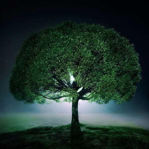 photo d'arbre par le photographe Mikko Lagerstedt
