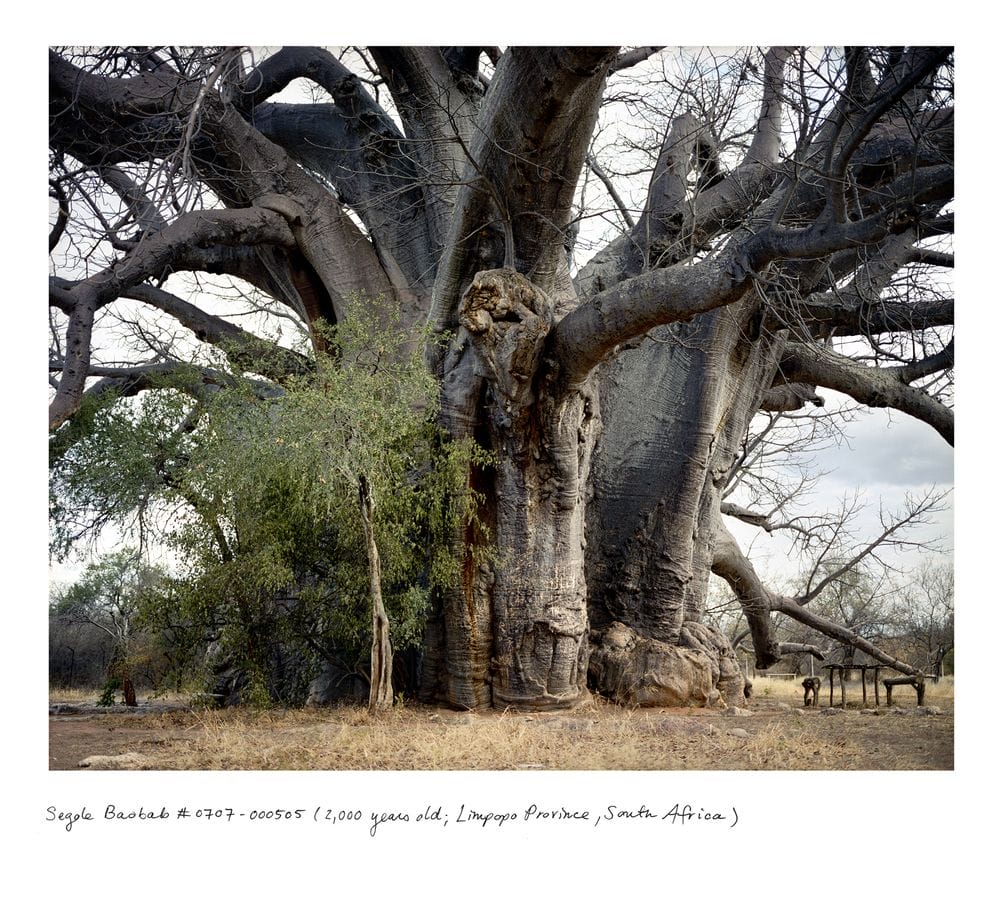 Baobab Sagole