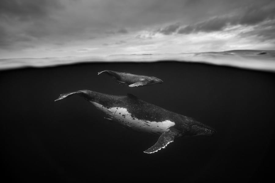 Portraits de baleines à bosses en noir et blanc par Jem Cresswell 9