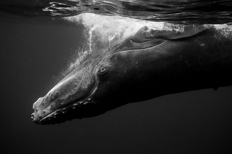 Portraits de baleines à bosses en noir et blanc par Jem Cresswell 12