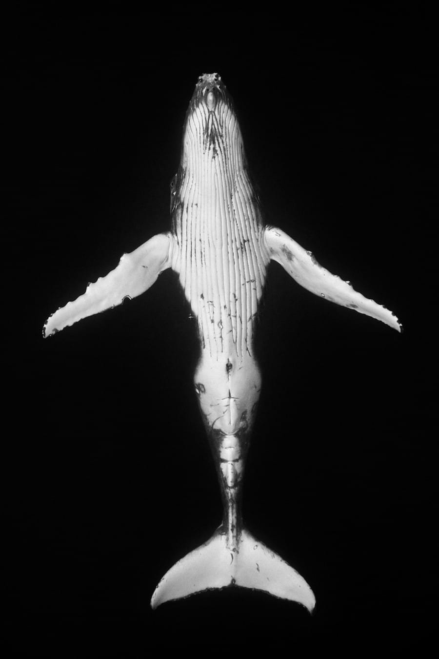 Portraits de baleines à bosses en noir et blanc par Jem Cresswell 14