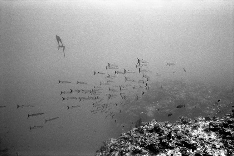 Free Dive une plongée photographique avec Kanoa Zimmerman 1