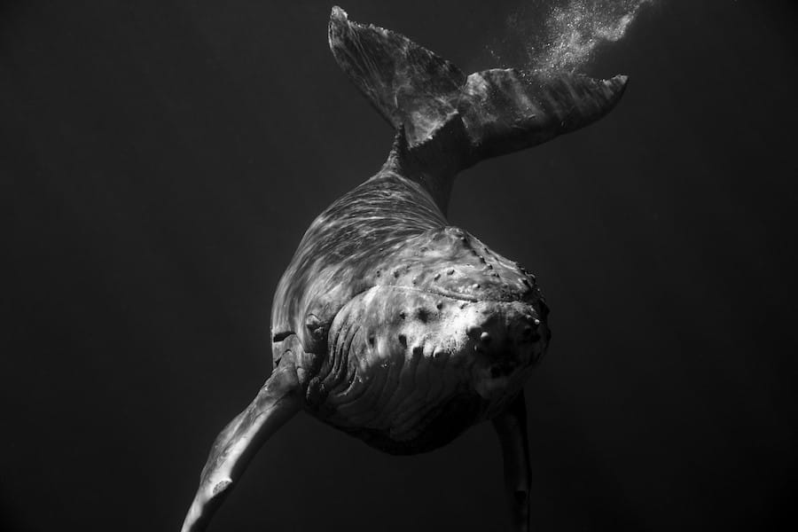 Portraits de baleines à bosses en noir et blanc par Jem Cresswell 11
