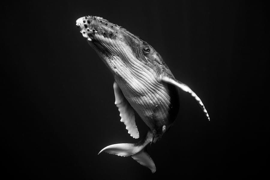 Portraits de baleines à bosses en noir et blanc par Jem Cresswell 8
