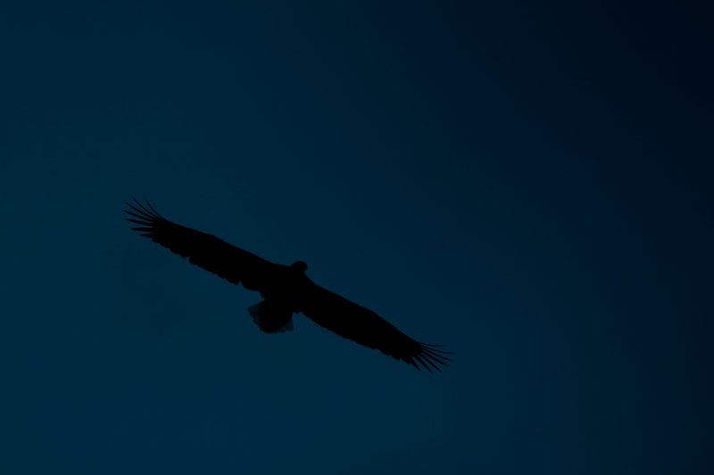 photo aigle dans le ciel de nuit
