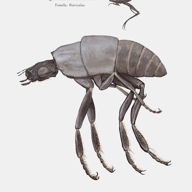 Anthopoda Iconicus, quand les insectes ressemblent aux personnages de Star Wars 17