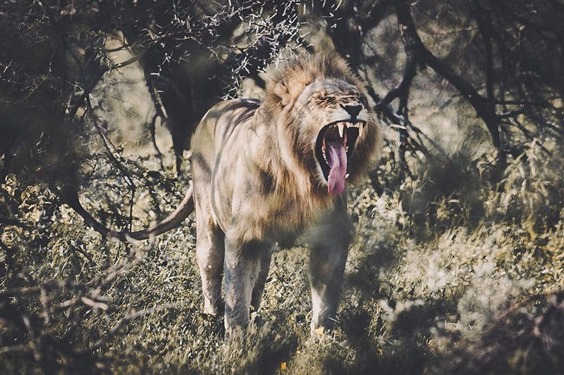 lion Etosha National Park
