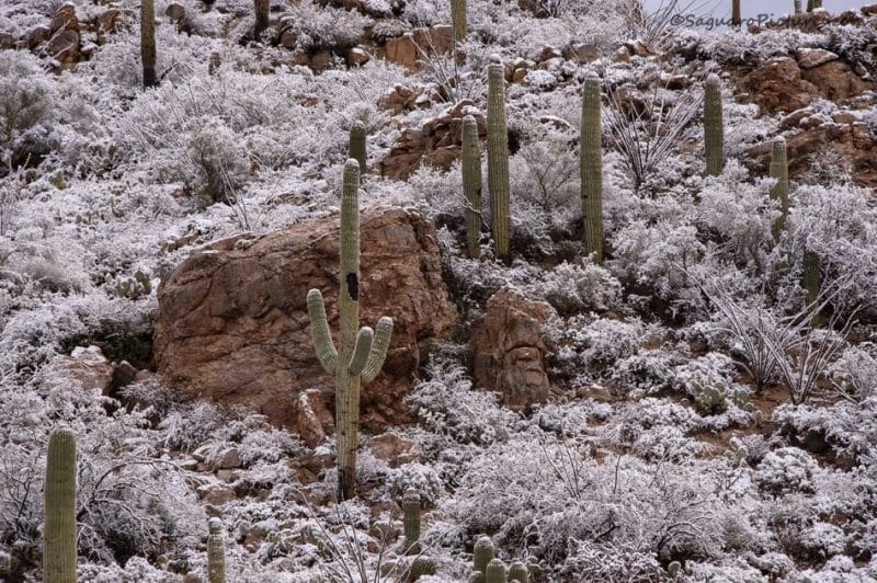  photo du desert sous la neige
