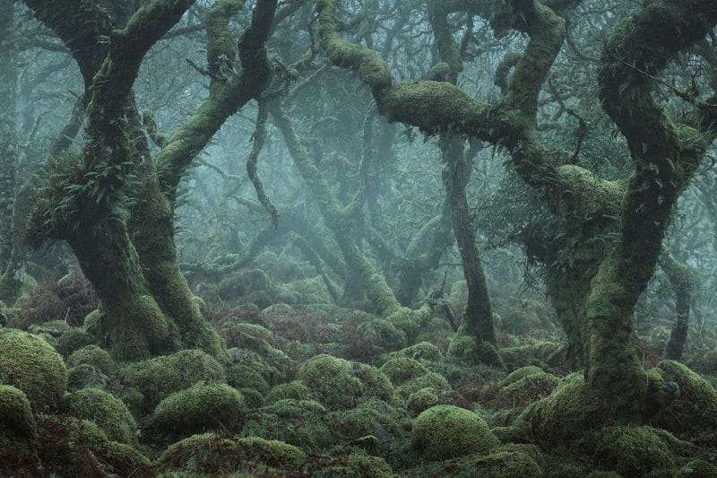"Tentation" au coeur de la forêt de Wistam en Angleterre  neil burnell