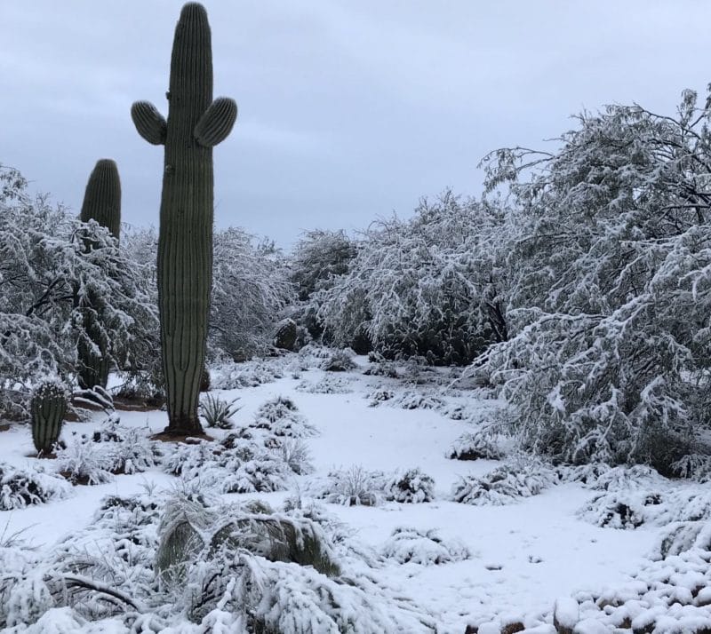 cactus sous la neige
