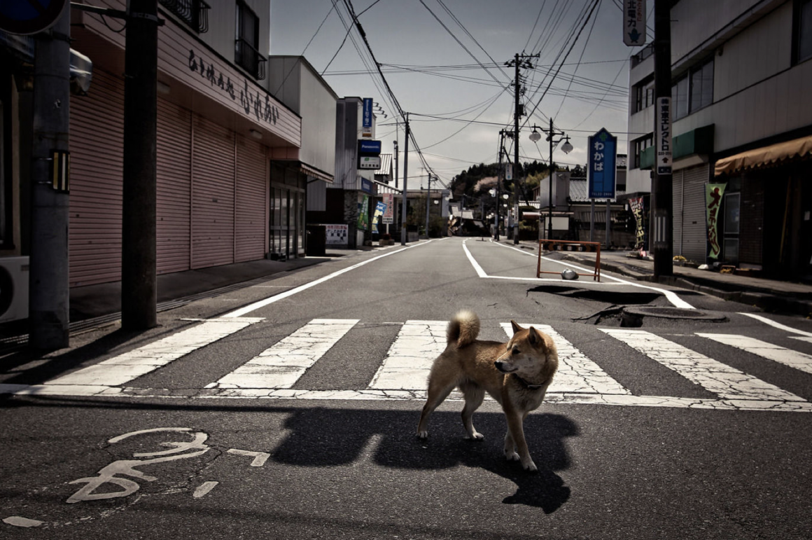 un chien seul dans les rues de Fukushima photographié par Sergey Ponomarev