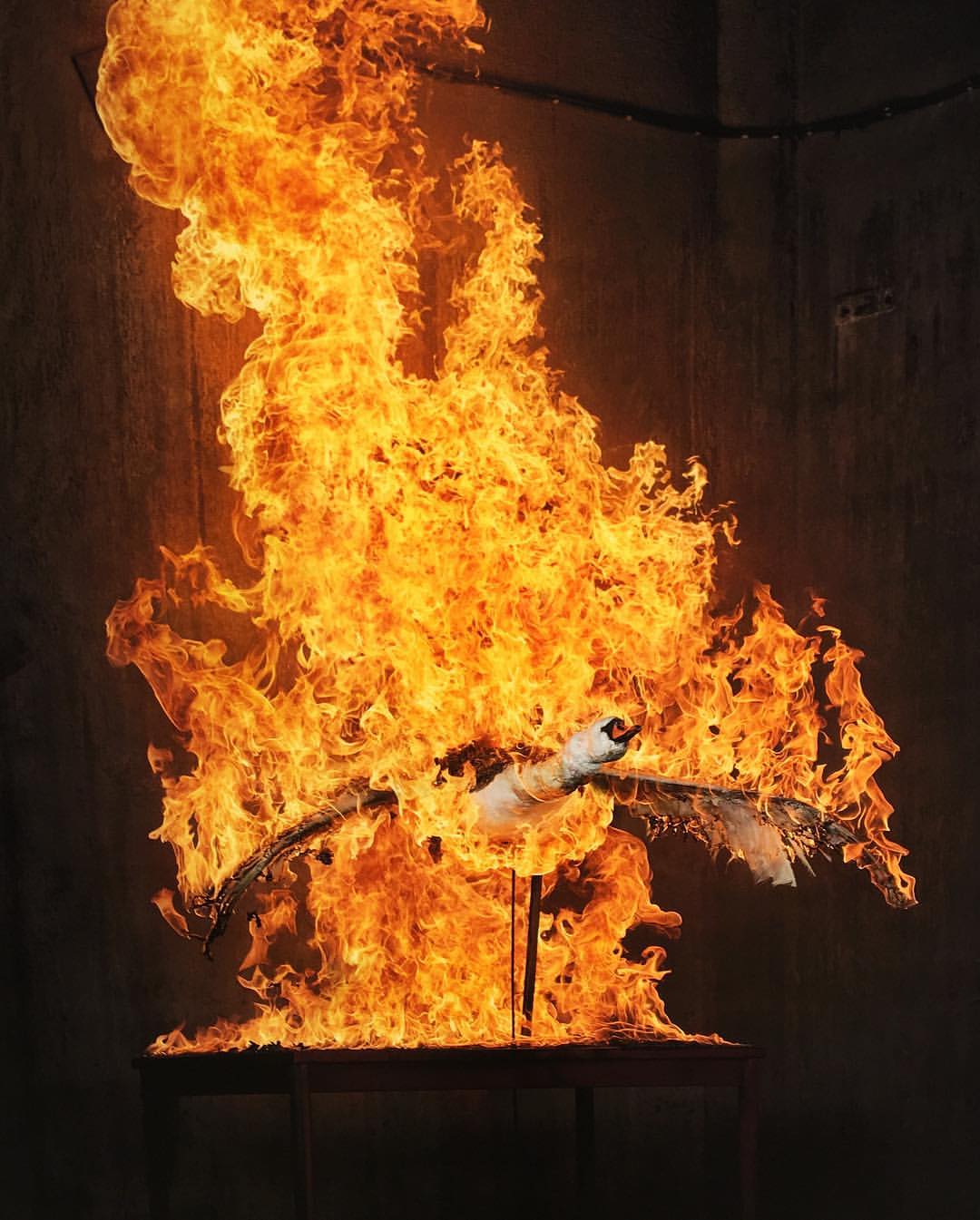 Photo d'un animal empaillé sous les flammes par Christian Houge dans le cadre de la série Residence of Impermanence