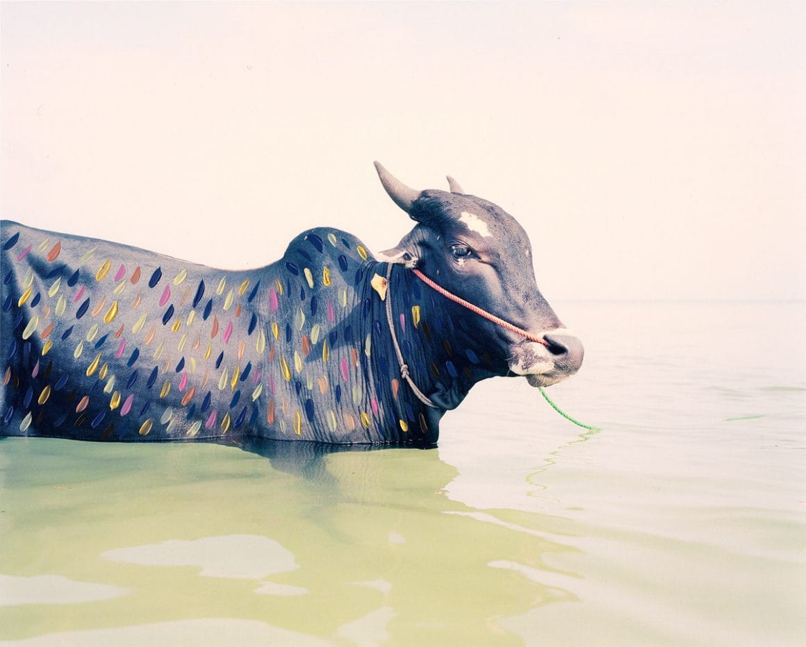 Vasantha Yogananthan vache dans l'eau