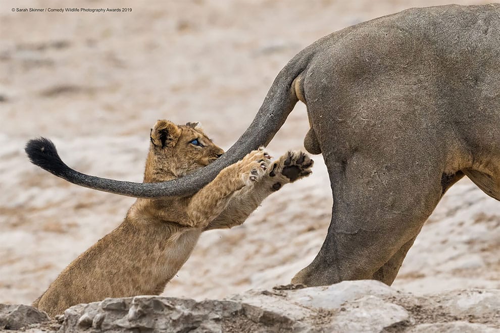 Oh les bouboules Comedy Wildlife Photography Awards
