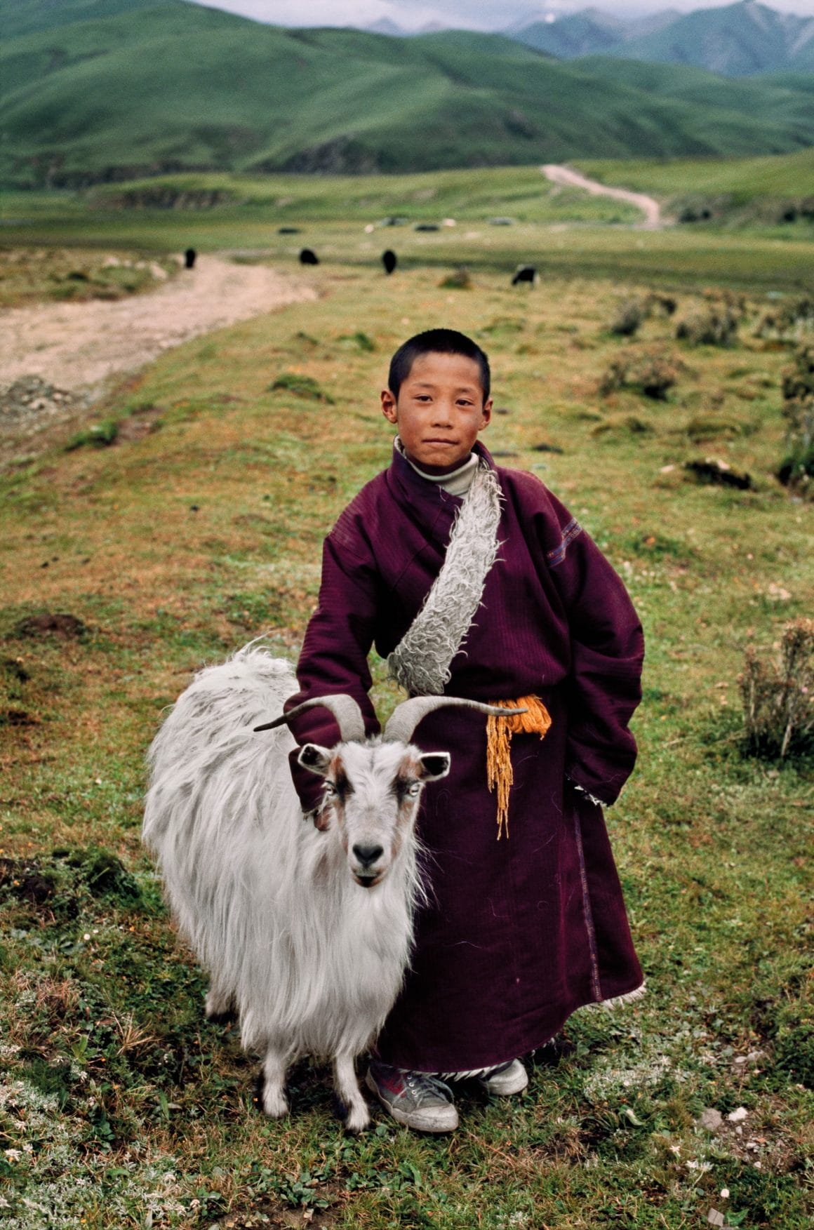 Steve McCurry, "Animals". Photographies publiées aux Editions Taschen, Tibet, 2011.