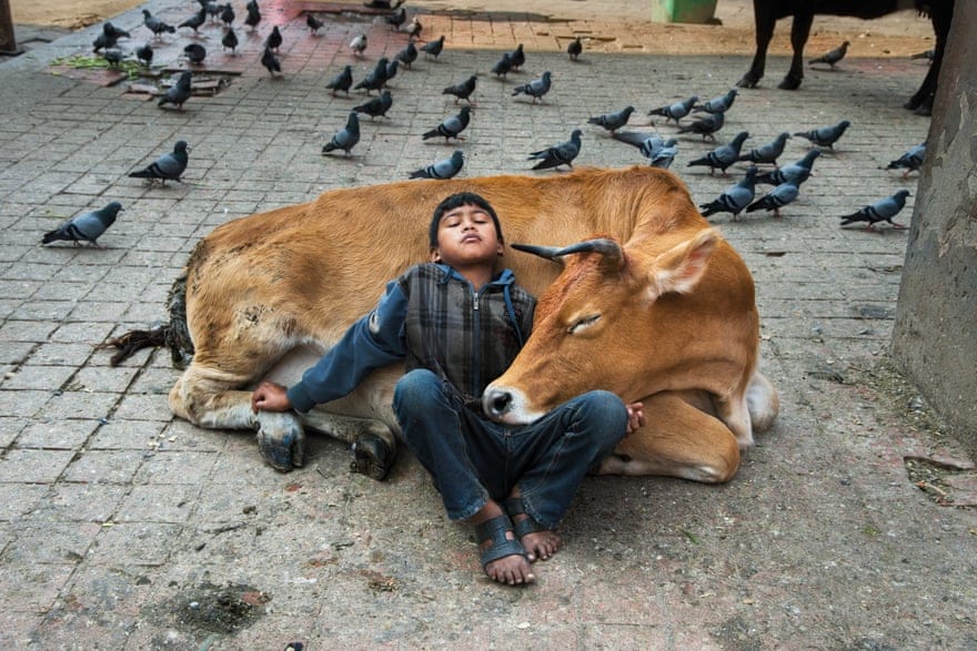 Steve McCurry, "Animals". Photographies publiées aux Editions Taschen, Nepal, 2013.