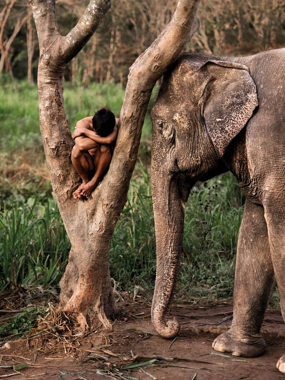 Steve McCurry, "Animals". Photographies publiées aux Editions Taschen, Thaïlande, 2010.