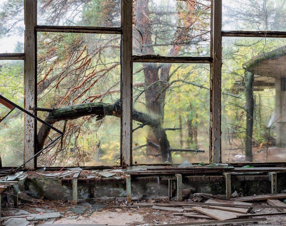 David Mcmillan, fenêtre donnant sur une forêt. 
