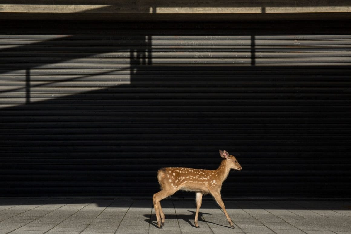 Yoko Iishi, Town walk, un cerf marchant seul dans la ville. 