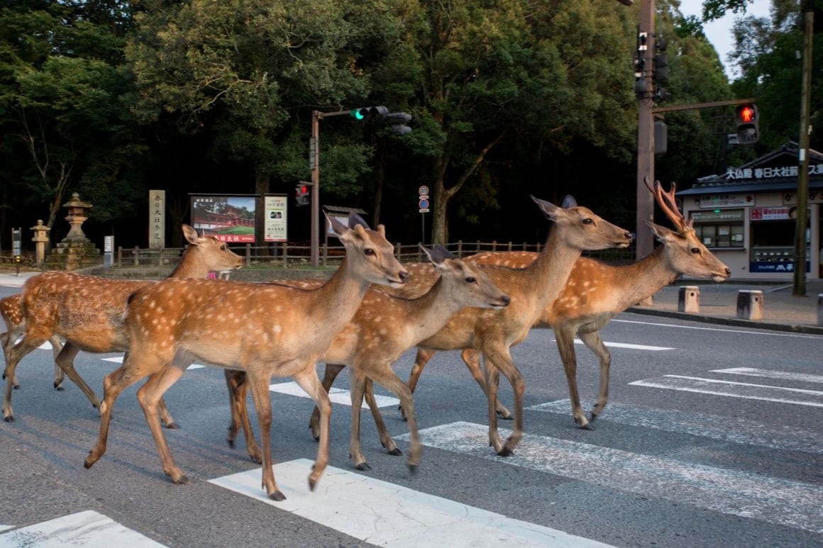 Yoko Iishi, The streets are ours, un troupeau de cerfs avançant dans la ville. 