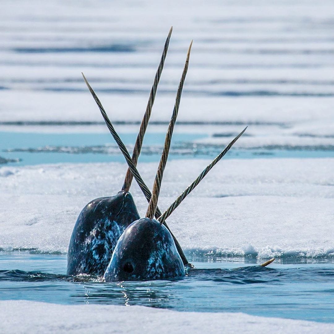 Paul Nicklen photographie des Narvals ou licornes des mers