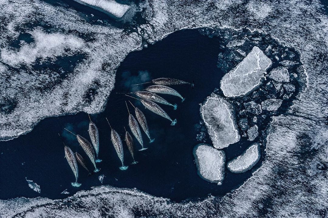 Groupement de narvals en arctique