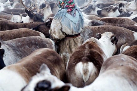 Herders Of Siberia