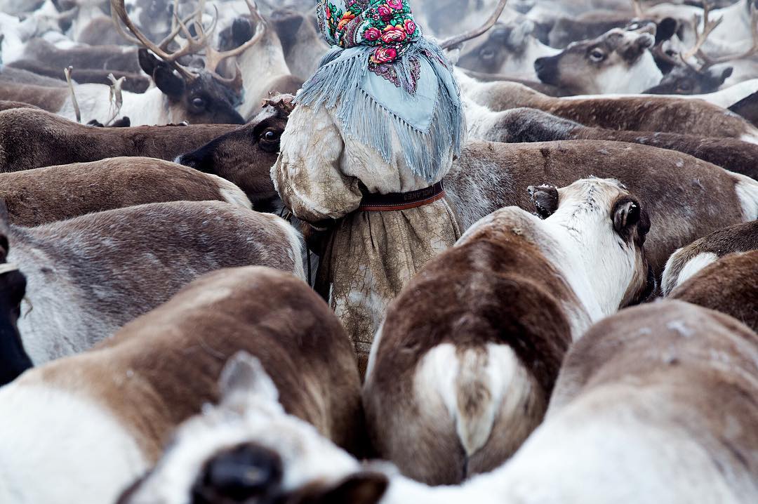 Femme Nenets au milieu d'un troupeau de rennes