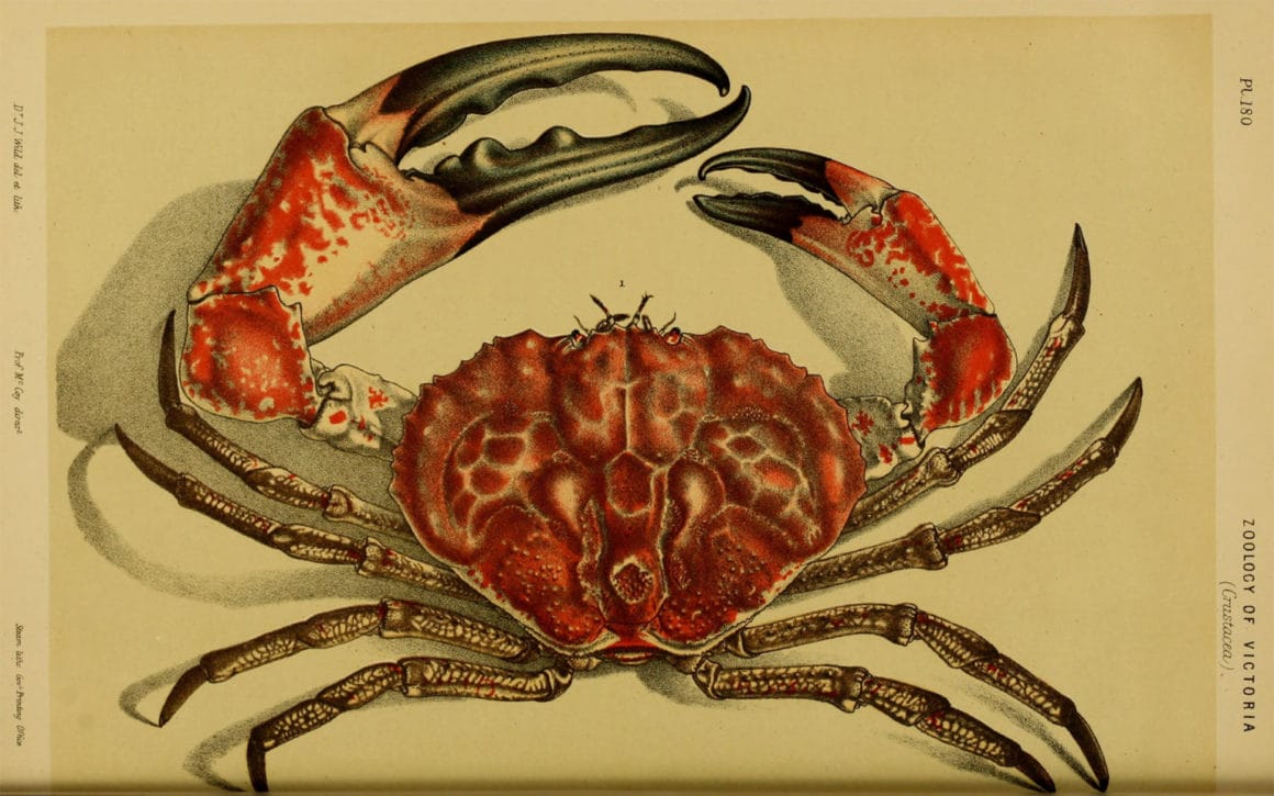 crabe; archive de la bibliothèque du patrimoine de la biodiversité. De Histoire naturelle de Victoria