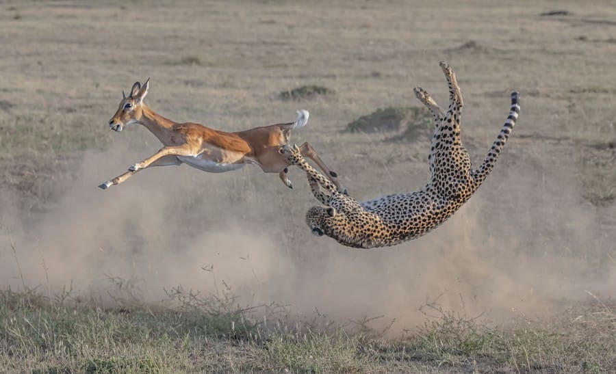 bigPicture Natural World Photography Competition - Speed and strategy 
