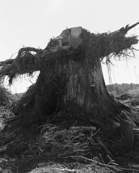 gros tronc arbre Robert Adams 