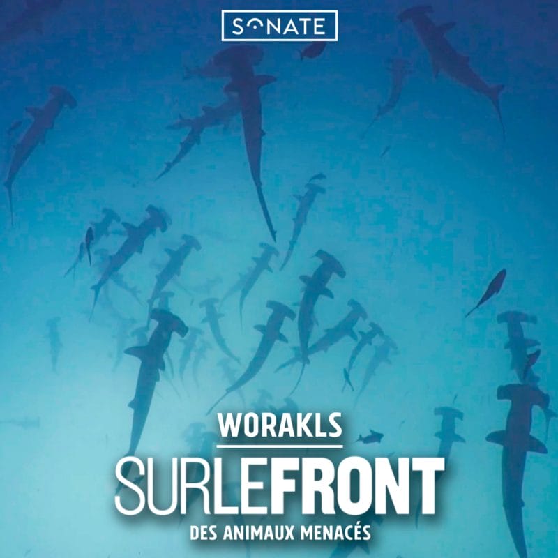 pochette album worakls sur le front des animaux menacés requins 