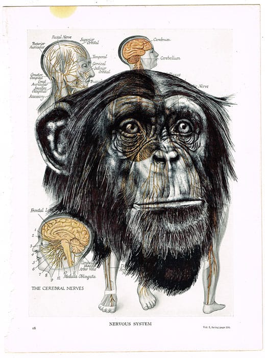 singe hommes squelettes chimpanzés cerveau 