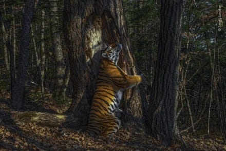 "The Embrace" de Sergey Gorshkov et la photo gagnante de l'édition 2020 du Wildlife Photographer Year