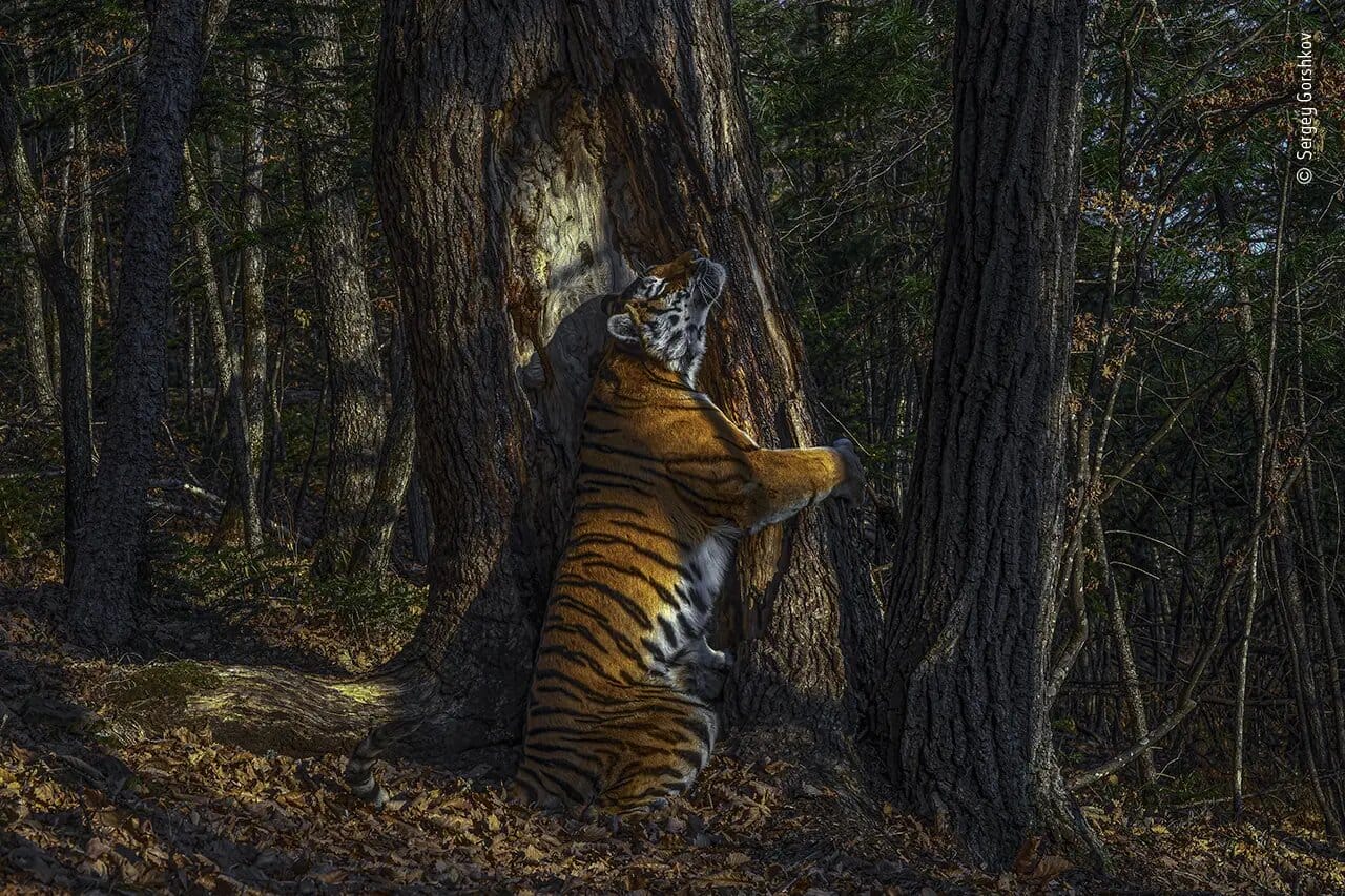 "The Embrace" de Sergey Gorshkov et la photo gagnante de l'édition 2020 du Wildlife Photographer Year