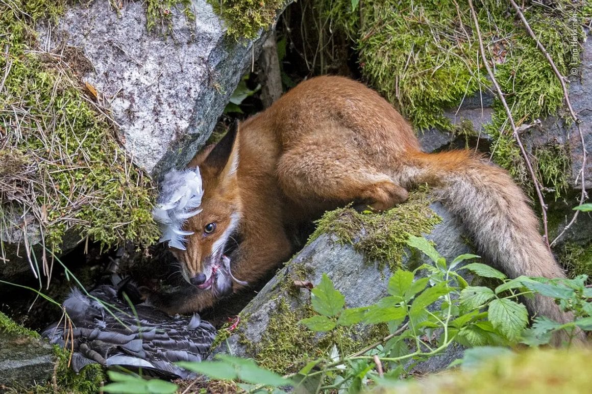 The Fox That Got the Goose photo gagnante de Liina Heikkinen pour la catégorie jeune photographe de nature