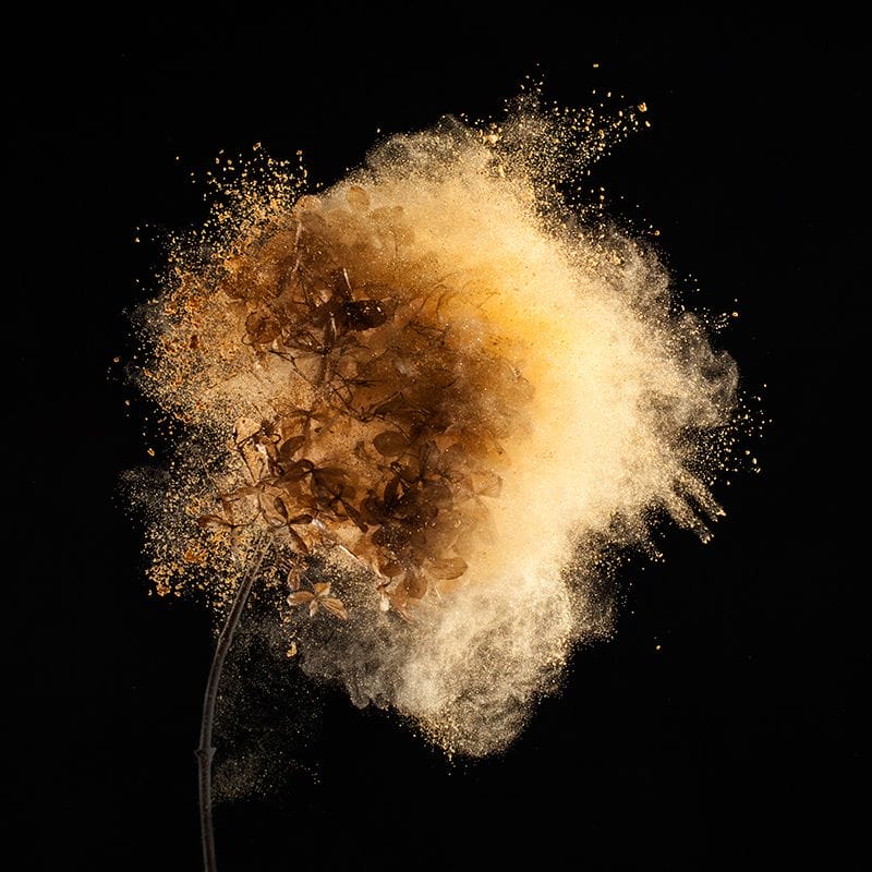 Photographie poudrée de fleurs prise par Robert Peek