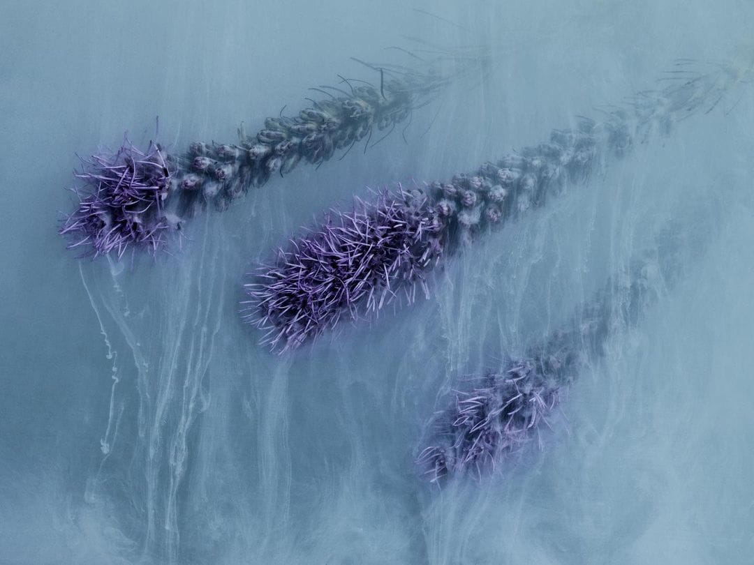 Des végétaux fantomatiques pour la série Flower Power Blue du photographe Robert Peek