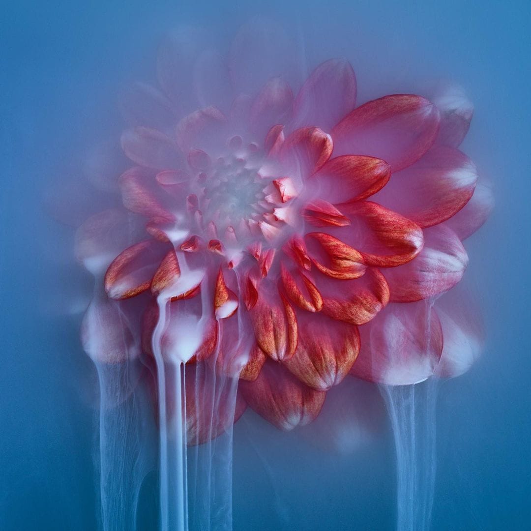 Les fleurs mystérieuses de Robert Peek pour sa série photographique Flower Power Blue