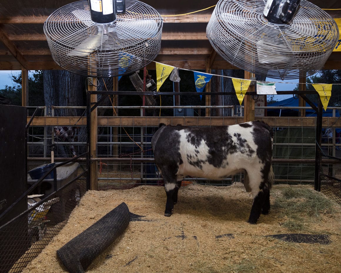 "Livestock" est une photographie d'une vache prise par Jennifer Garza Cuen