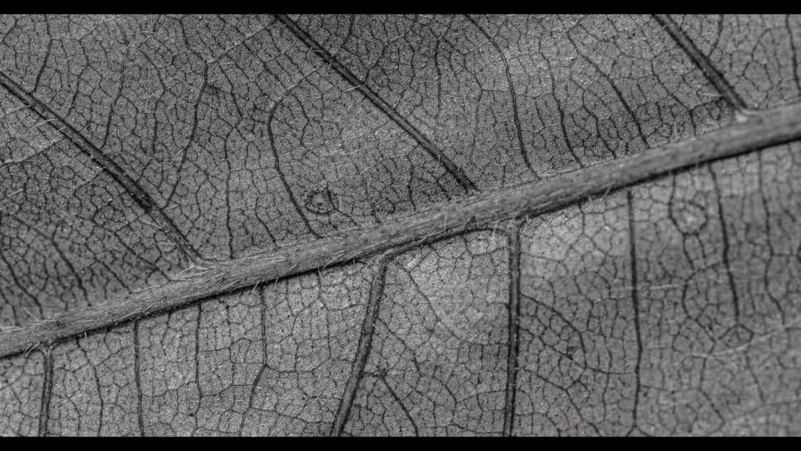 Gros plan, en noir et blanc, sur le détail d'une feuille d'arbre