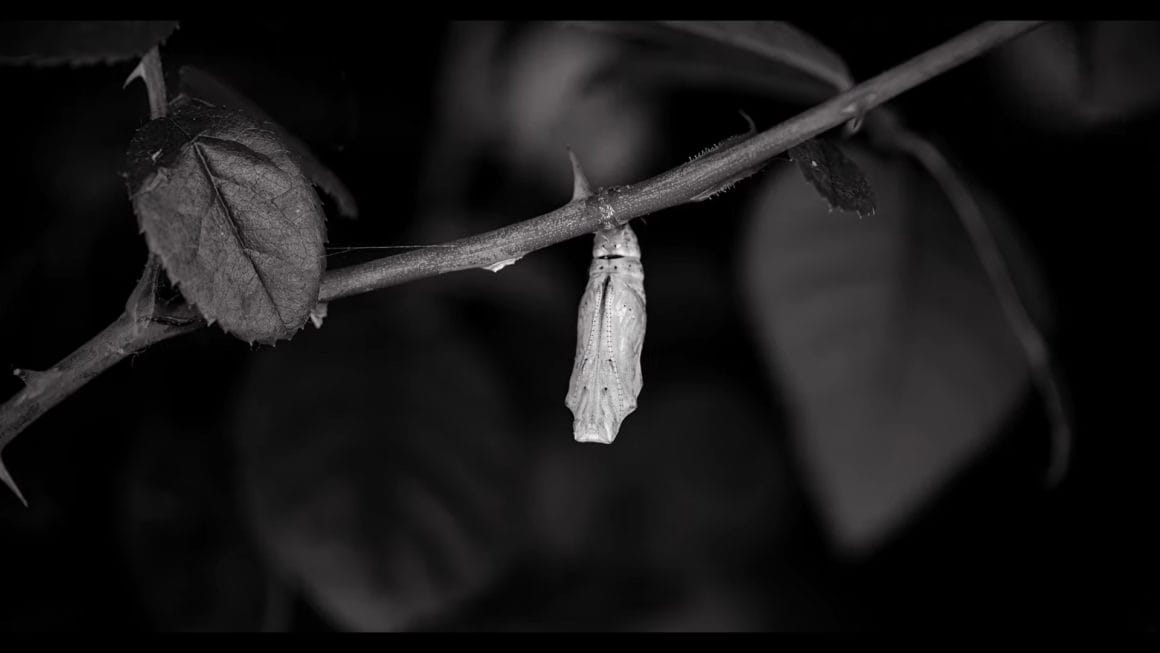 Arrêt sur image en noir et blanc, papillon dans sa chrysalide, suspendu à une branche