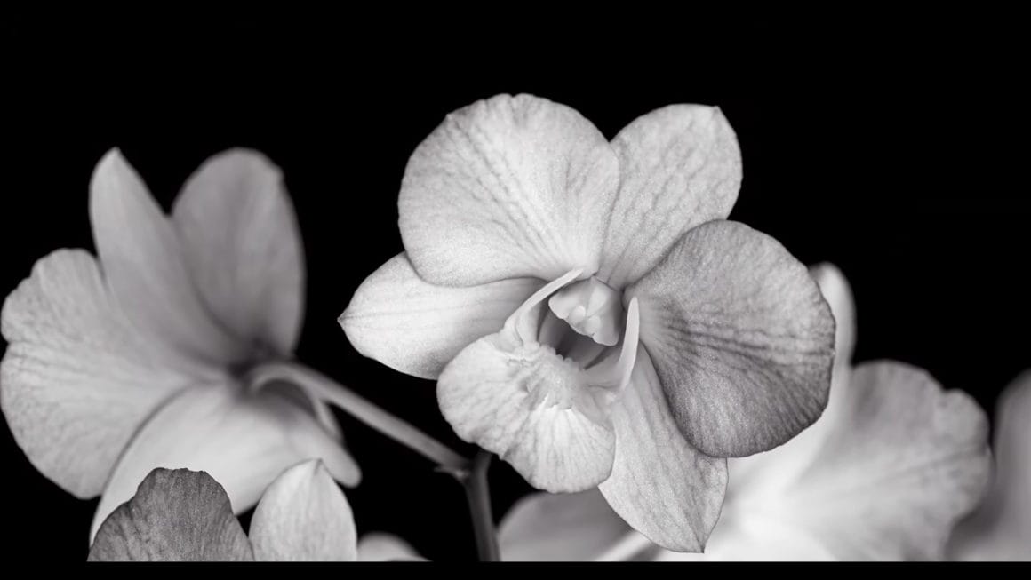 En noir et blanc, arrêt sur image d'une fleur en train de bourgeonner 