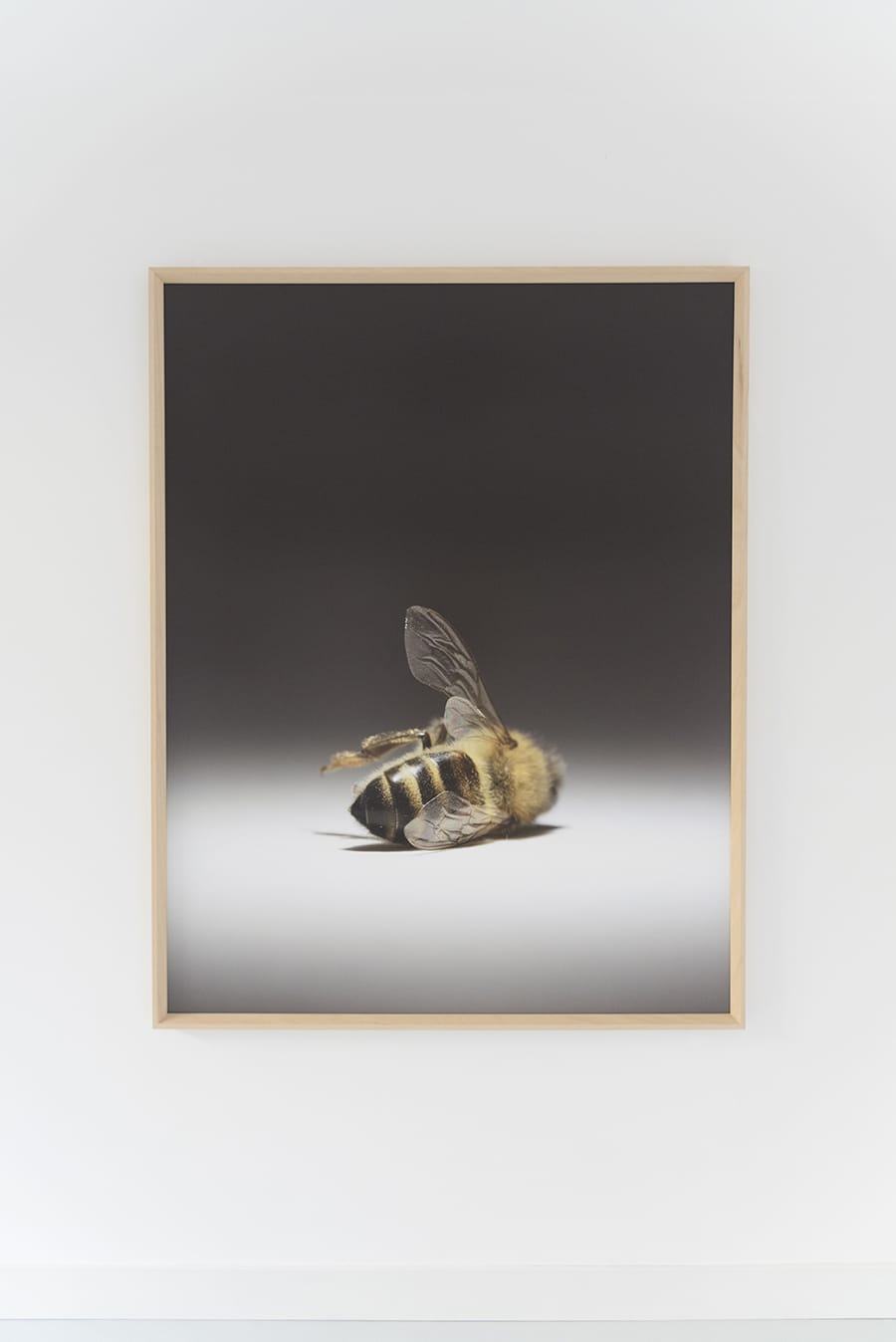 Photographie de grande taille qui représente, en gros plan sur fond gris neutre, une abeille morte de dos, allongée sur le côté