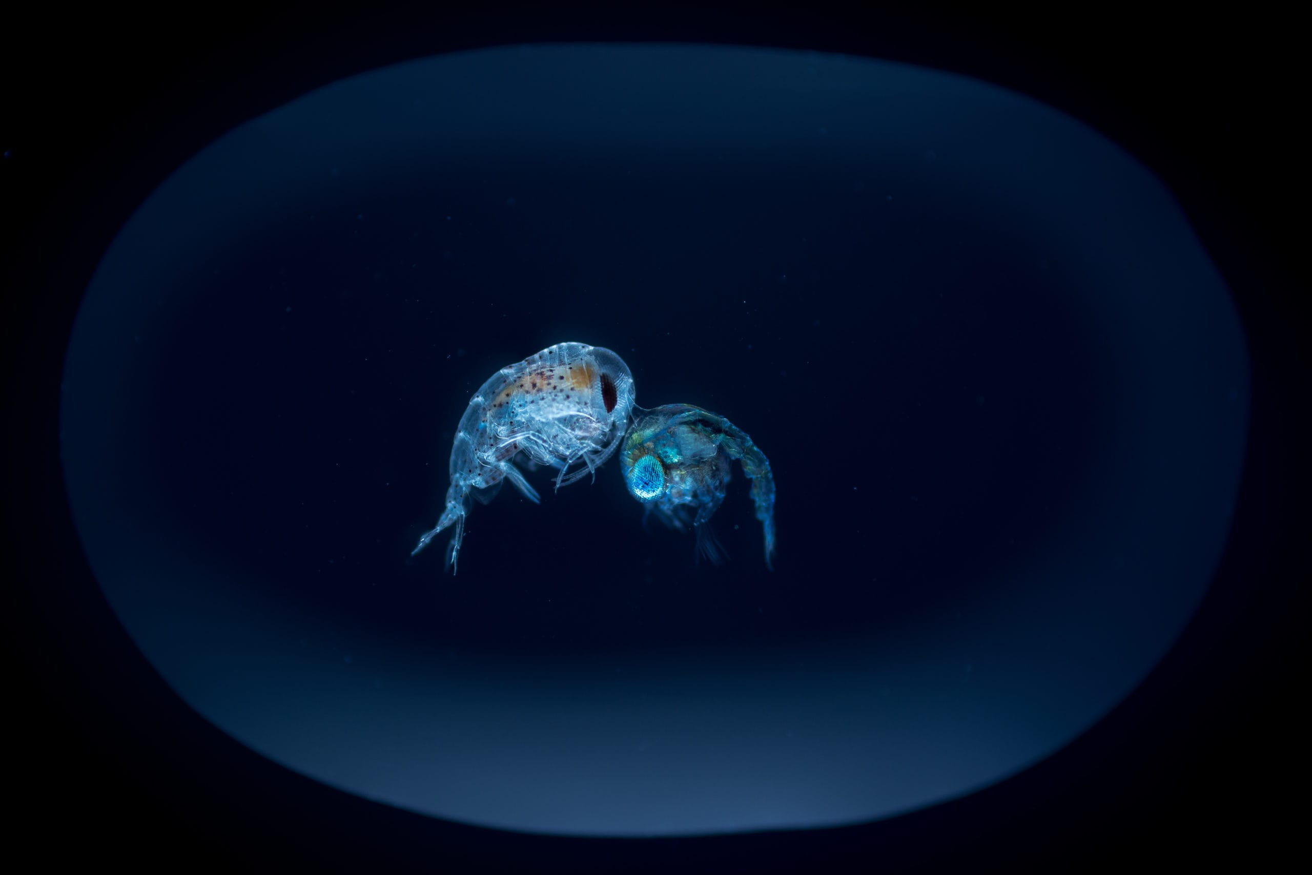 Deux planctons agrandis et vus par une lumière bleue