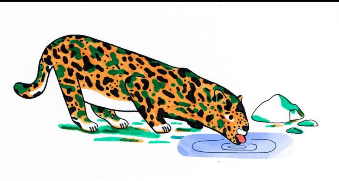 Dessin d'un jaguar buvant dans une flaque
