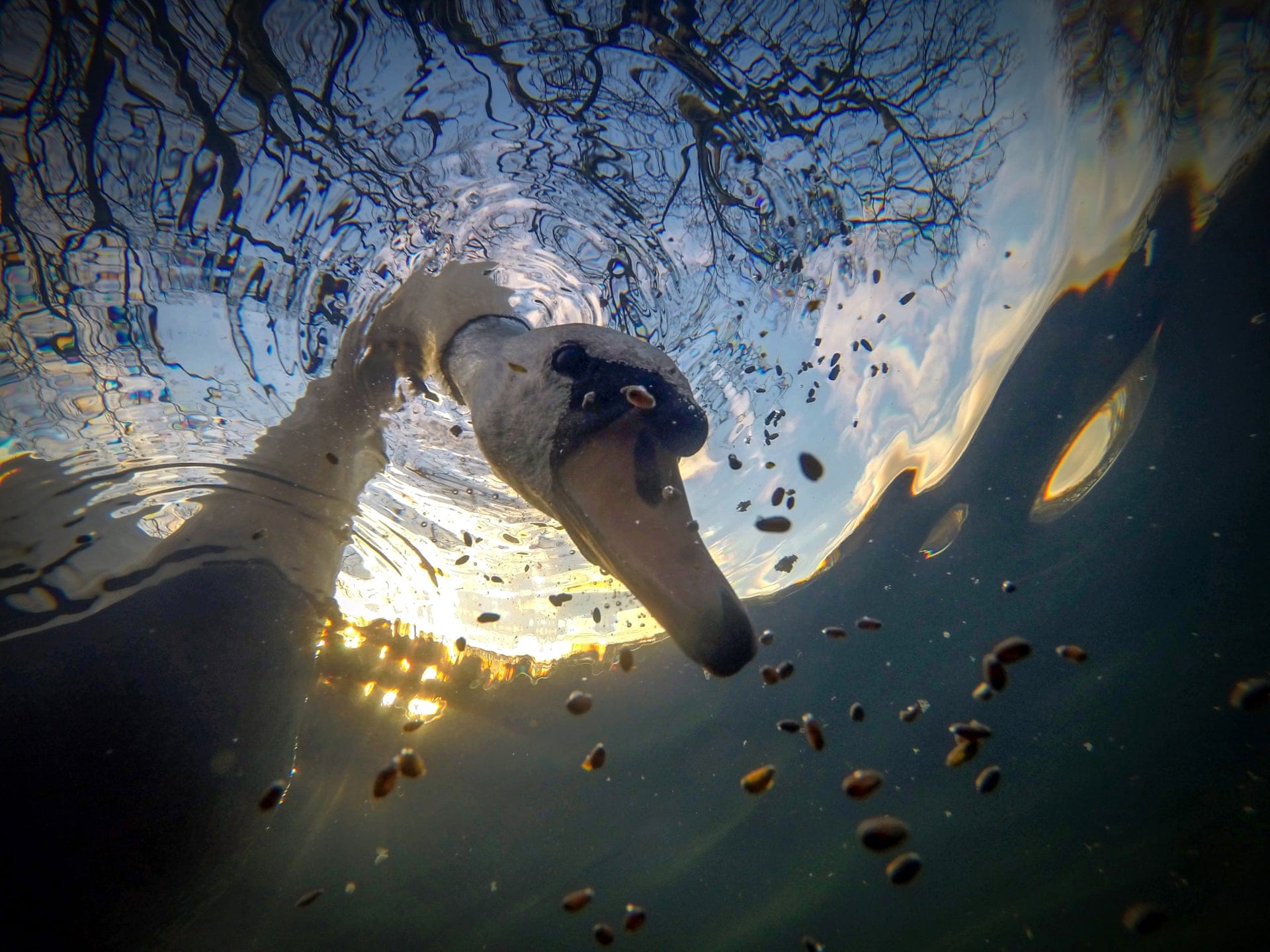 Photo prise sous l'eau, un cygne plonge sa tête sous l'eau